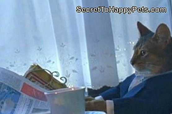 Breews Mews: 13 หัวข้อข่าวอื้อฉาวฉีกจากหนังสือพิมพ์สำหรับแมว Breews Mews: 13 หัวข้อข่าวอื้อฉาวฉีกจากหนังสือพิมพ์สำหรับแมว