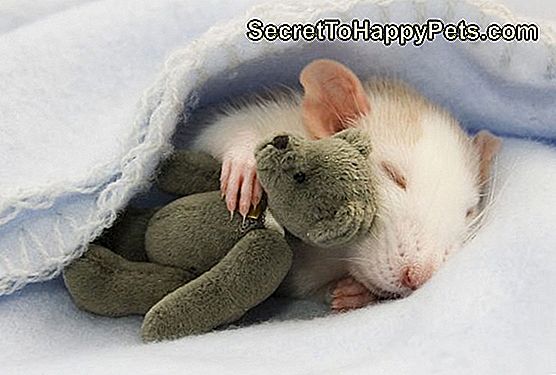 หนูน้อยน่ารักเพียง 15 คน หนูน้อยน่ารักเพียง 15 คน