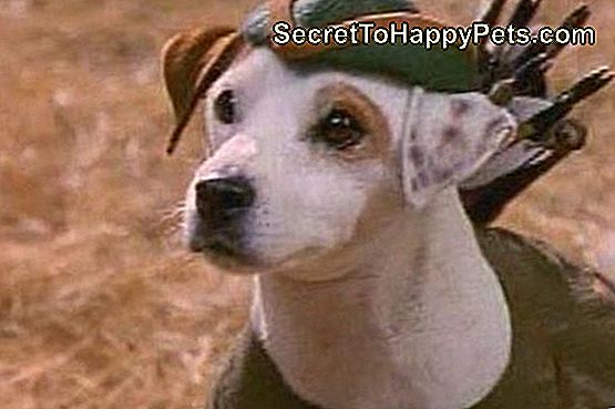 犬のウィッシュボーンのトップ10の冒険 Ja Secrettohappypets Com