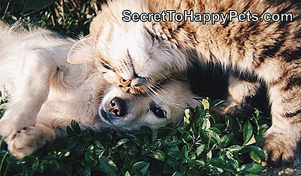 23 Домашни Любимци, Които Желаят Да Не Сте На Прахосмукачки 23 Домашни Любимци, Които Желаят Да Не Сте На Прахосмукачки