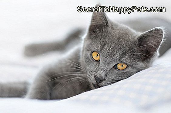 Katt Lugn Hoppar FrÄn TrÀd, Spoils Daring Rescue Katt Lugn Hoppar FrÄn TrÀd, Spoils Daring Rescue