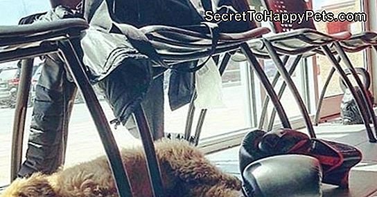 Το Χαριτωμένο Σκυλί Του Σπουδαστή Του Κολλεγίου Εξακολουθεί Να Το Περιμένει Το Χαριτωμένο Σκυλί Του Σπουδαστή Του Κολλεγίου Εξακολουθεί Να Το Περιμένει