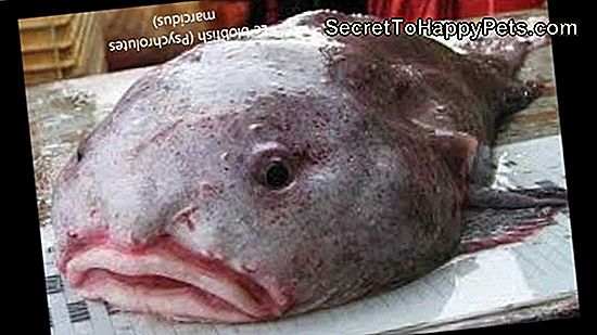 15 Animaux Qui Ressemblent Ă Des Animaux En Peluche 15 Animaux Qui Ressemblent Ă Des Animaux En Peluche