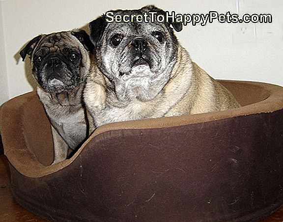 A Chubby Pug Critiques Les Meilleures Balles De Tennis De 2017 A Chubby Pug Critiques Les Meilleures Balles De Tennis De 2017