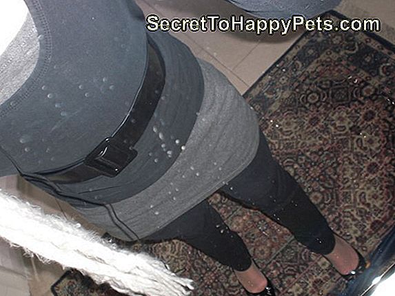 31 Keer Was Je Favoriete Celeb Geschenen Door Pets On The Ellen Show 31 Keer Was Je Favoriete Celeb Geschenen Door Pets On The Ellen Show