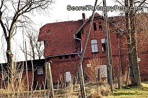 Czy Ten Strój Może Uratować Życie Twojego Psa? Czy Ten Strój Może Uratować Życie Twojego Psa?