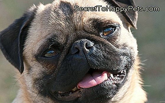 111 Nomes De Cachorro Duro 111 Nomes De Cachorro Duro