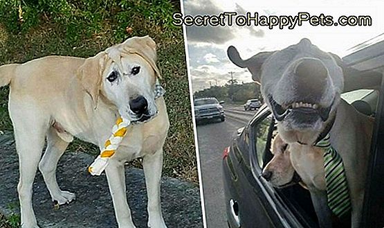 Cão Negligenciado Com Casaco Emaranhado Fica Desesperadamente Necessário Haircut & Sweater Makeover Cão Negligenciado Com Casaco Emaranhado Fica Desesperadamente Necessário Haircut & Sweater Makeover