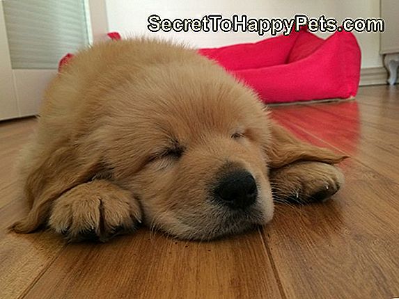 Bir Kopek Kasintisini Durdurmak Icin Suya Sirke Nasil Eklenir Tr Secrettohappypets Com