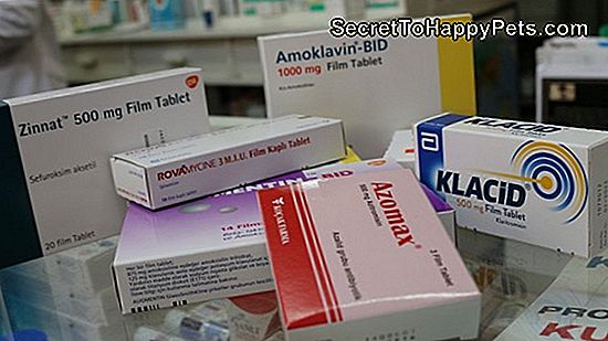 Hangi Antibiyotikler Yaygin Olarak Kopekleri Tedavi Etmek Icin Kullanilir Tr Secrettohappypets Com
