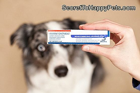 Animax Salbe Fur Hunde De Secrettohappypets Com