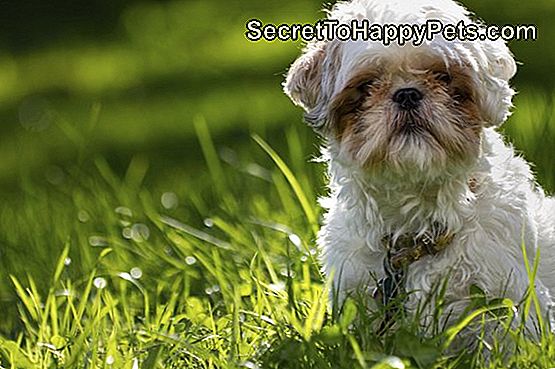 Frutas Y Verduras Para Un Shih Tzu Es SecretToHappyPets