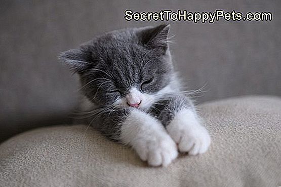 猫の脳震盪の症状 Ja Secrettohappypets Com