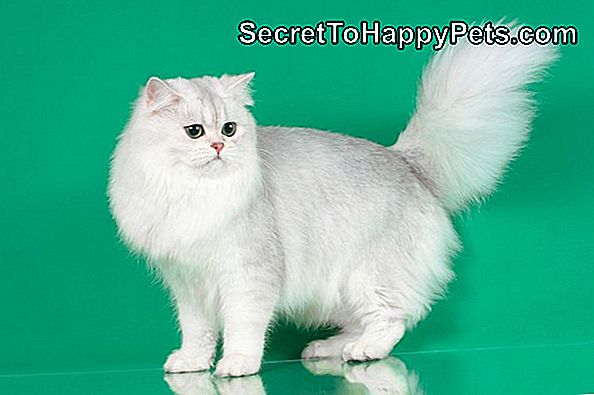 Studio portrét bielej britskej mačky s dlhými vlasmi so zelenými očami