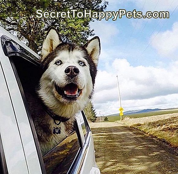 Husky Köpekleri Için 104 Süper Isimler 🐶