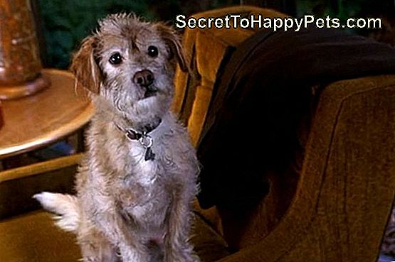 11 Razones por las que Baxter es uno de nuestros perros favoritos de películas: baxter