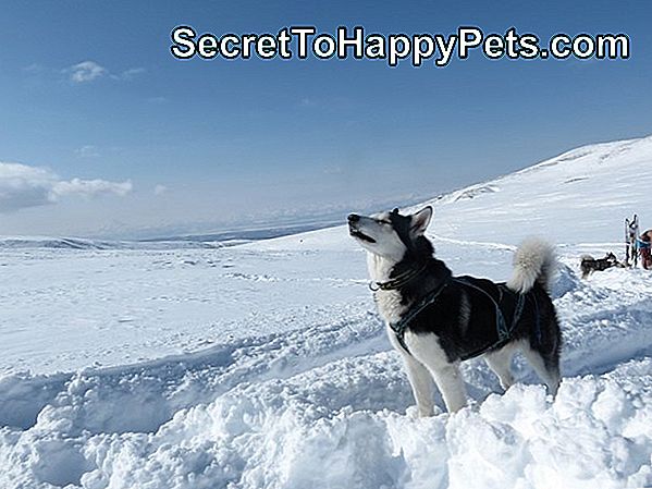 Pes stojaci v snehu