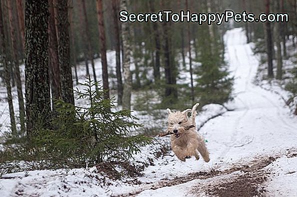 Pes beží v snehu