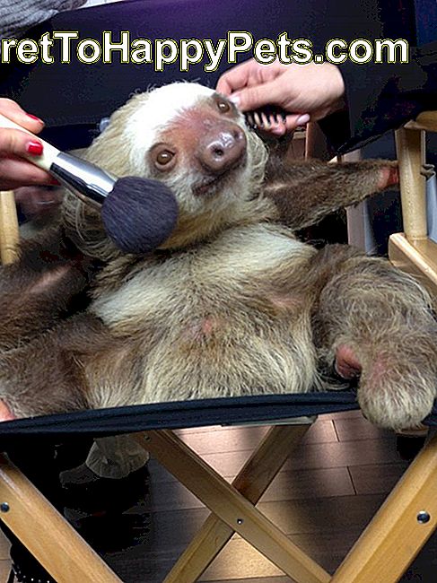13 Sloths du tror inte existerade