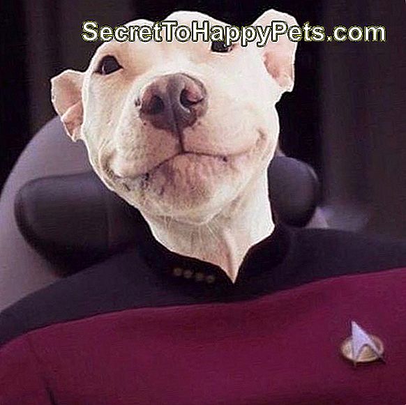 146 Star Trek-Inspired Köpek Isimleri
