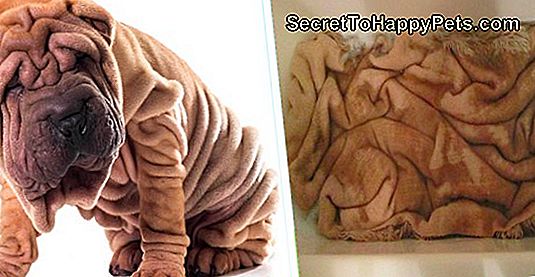 15 Dieren Die Op Andere Dingen Lijken 🐶 Nl.SecretToHappyPets.com