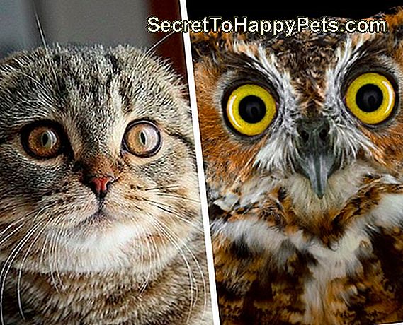 15 Dieren Die Op Andere Dingen Lijken 🐶 Nl.SecretToHappyPets.com