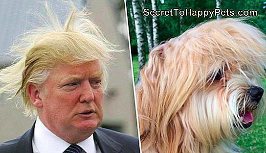 15 Dieren Die Op Andere Dingen Lijken 🐶 Nl.SecretToHappyPets.com