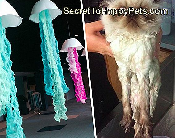 15 Dieren Die Op Andere Dingen Lijken 🐶 Nl.SecretToHappyPets.com