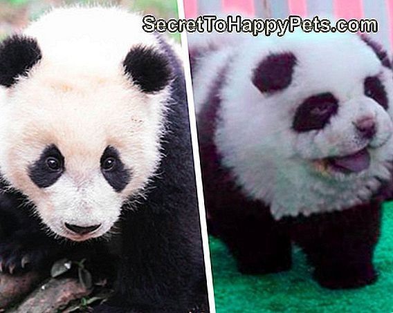 15 Dieren Die Op Andere Dingen Lijken 🐶 Nl.SecretToHappyPets.com