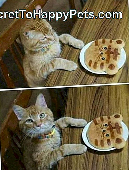 Kaķi nepārsteidza pankūka, kas izskatās pēc kaķa