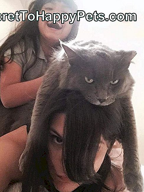 Kaķis uz meitenes galvas