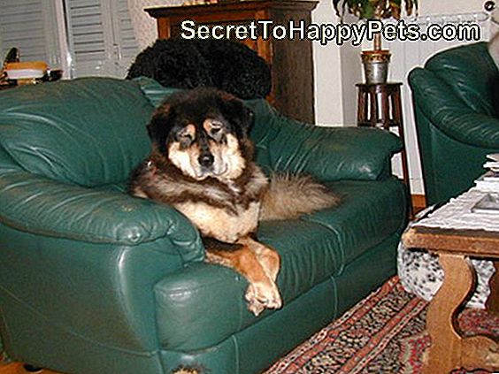 Suns sēž uz ādas dīvāna ar caurumu tajā.