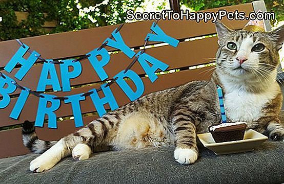 Η γάτα Pecan γιορτάζει τα 12α γενέθλιά του