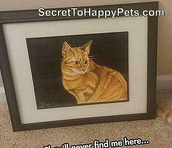 Η γάτα κρύβεται πίσω από το πορτρέτο της γάτας