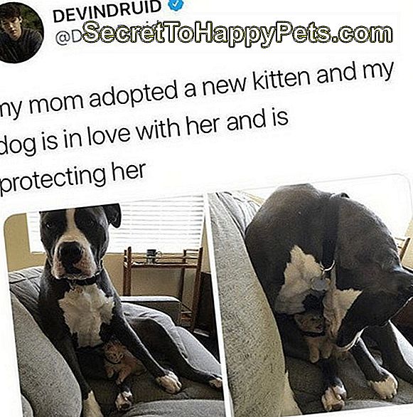 Пас који штити мачића.