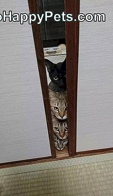 Четири мачке провирују кроз пукотину иза врата