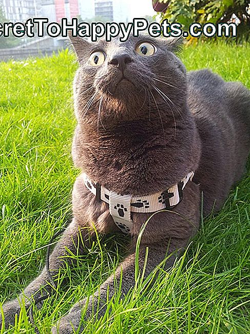 Мачка у трави са широким очима