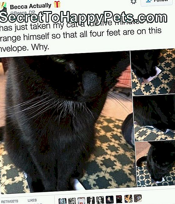Твеет о мачки која сједи на коверти