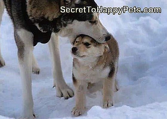 Pes s ústami na hlave šteňa.