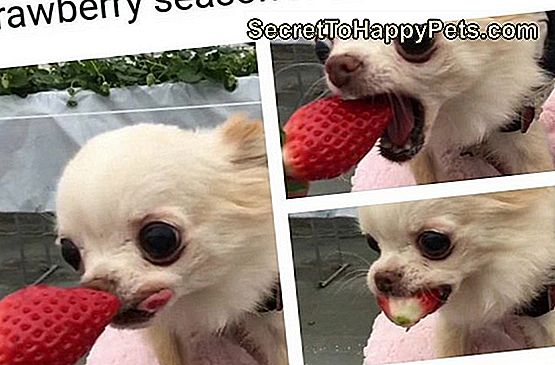 Pes jesť jahody.