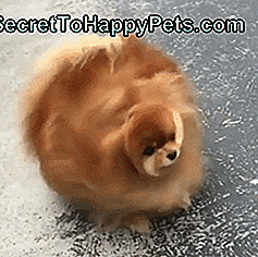 19 ของ Pomeranians ที่น่ารักที่สุดบนอินเทอร์เน็ต: เบอร์ตี้เป็นปอมกู้ภัยจากโอคลาโฮมา