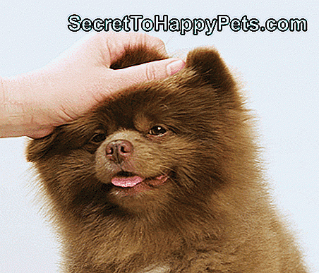 19 ของ Pomeranians ที่น่ารักที่สุดบนอินเทอร์เน็ต: bleps