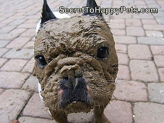 泥のある犬が顔を覆った。