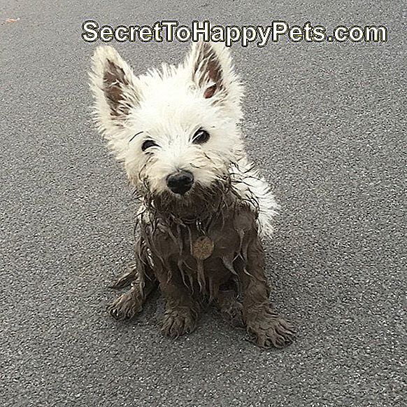 ふわふわの白い犬は部分的に泥で覆われています。