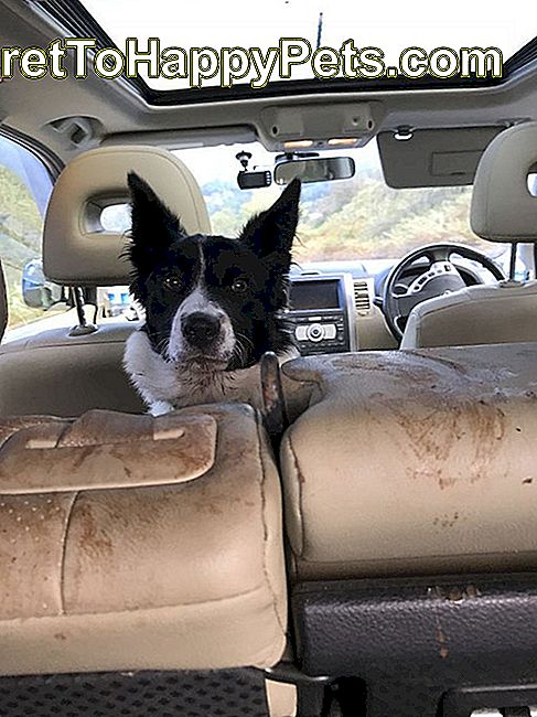 汚れた座席が付いている車の後部座席の犬。