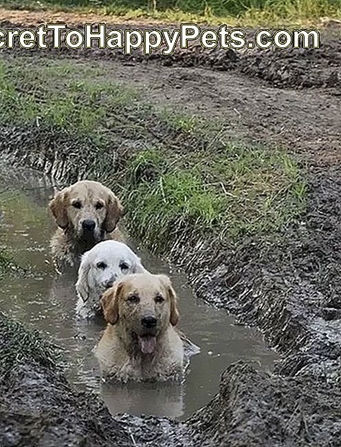 3匹の犬が泥の水たまりに胸の奥深くに座っています。