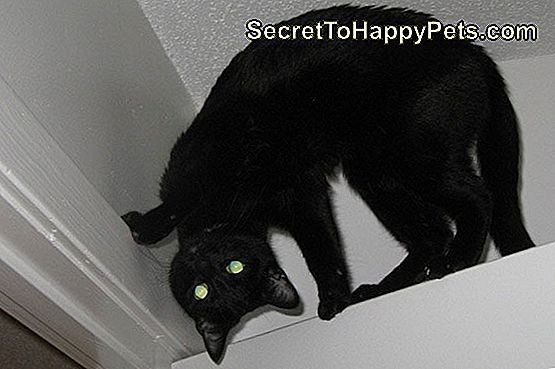 20 แมวดำที่คิดทุกวันคือวันฮาโลวีน: เมื่อคุณเป็นแมวดำทุกวันคือวันฮาโลวีน