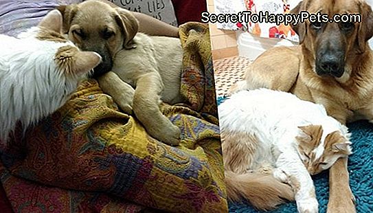 Side-by-Side-Fotos von Katze und Hund als Welpe und Erwachsener.