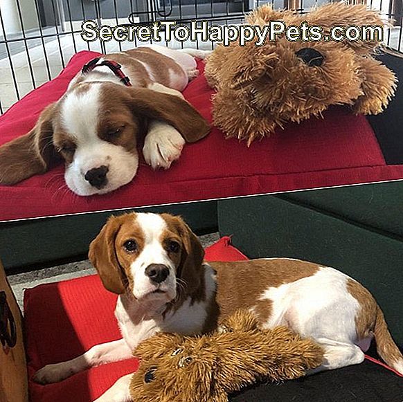 Side-by-Side-Fotos von einem Hund mit einem ausgestopften Tier als Welpen und einem Erwachsenen.