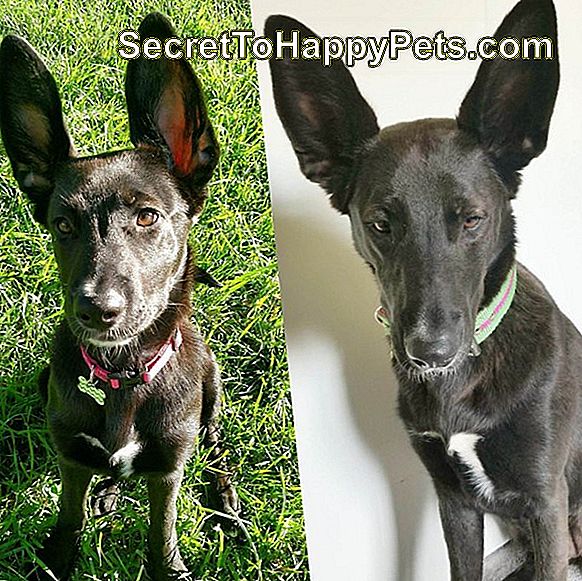 Nebeneinander stehende Fotos von einem Hund mit riesigen Ohren als Welpe und als Erwachsener.